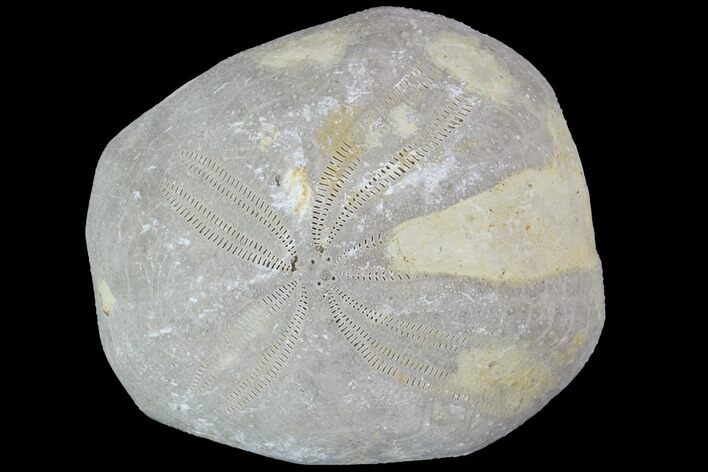 Toxaster Fossil Echinoid (Sea Urchin) - Agadir, Morocco #90609